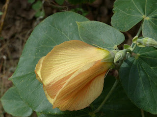 Hibiscus tiliaceus - Mahot bord de mer