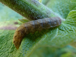 Chenille du Québec non identifiée