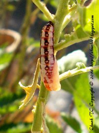 The Tawny Coster Pupa On 15th Mar 2016 (10:31 AM)
