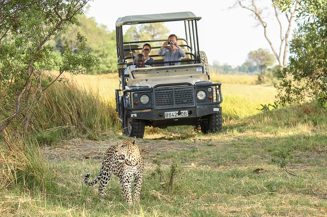 Safari experience