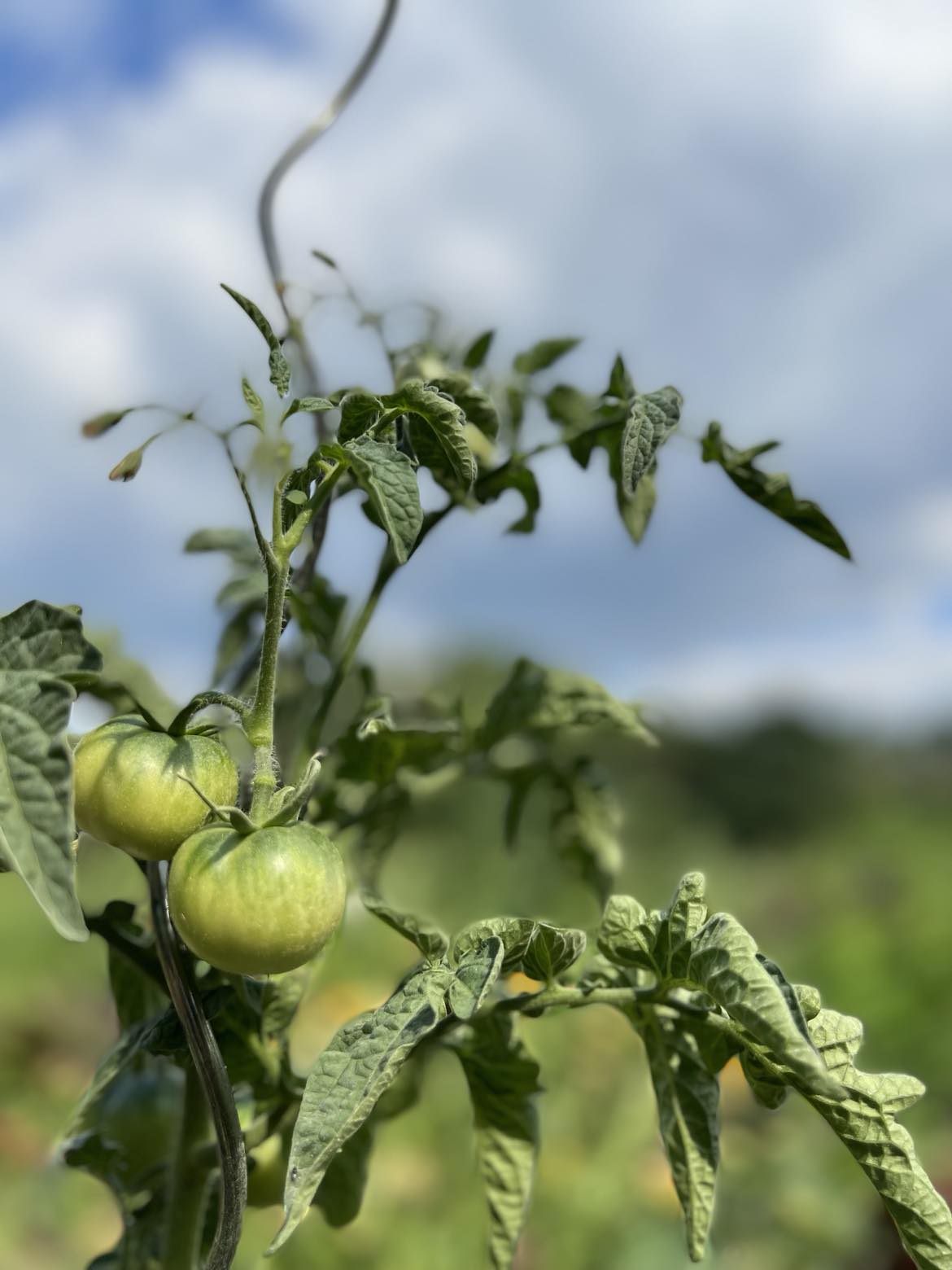 Benefits of Planting Your Own Herbs and Vegetables