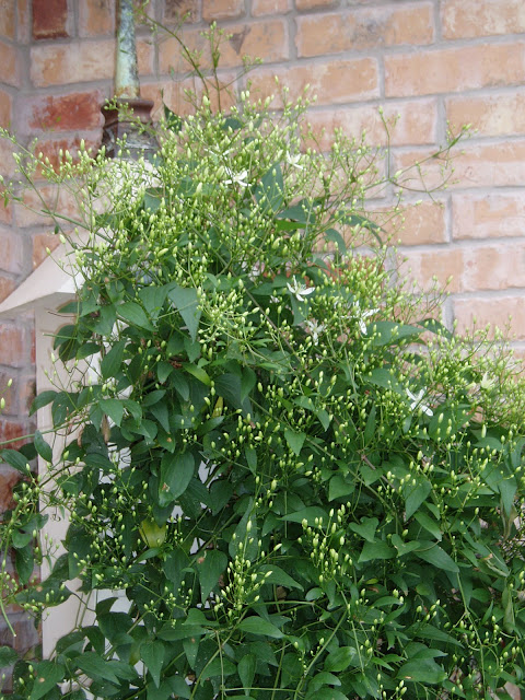 Autumn Sweet Clematis4