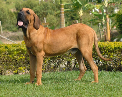 Fila Brasileño