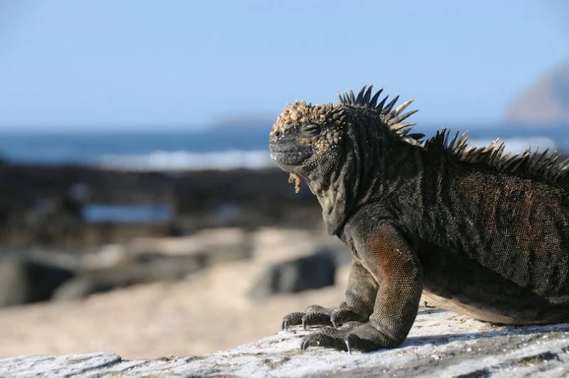 Galápagos Islands, Ecuador