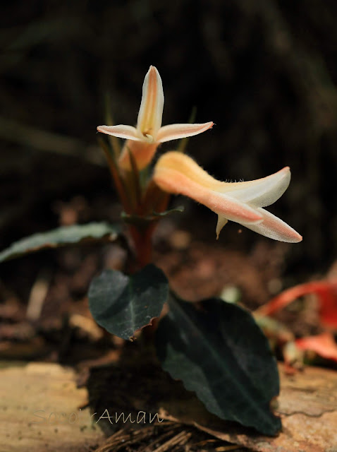 Goodyera biflora