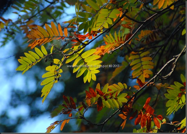 tokina 2.8 80-200mm syksyvalokuvia 048