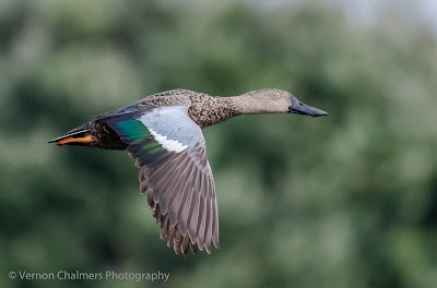 Cape Shoveller Duck Table Bay Nature Reserve Woodbridge Island Cape Town