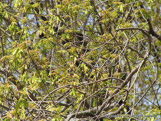 Blue-gray Gnatcatcher