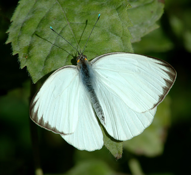 butterfly picture