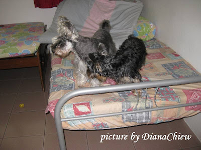 Miniature-Schnauzer Silky-Terrier