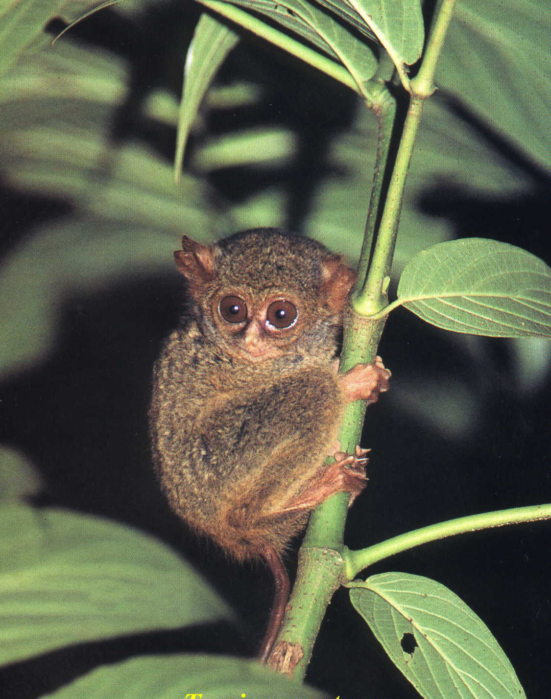 Tanah Kaili 100 to Kaili mengenal beberapa fauna 