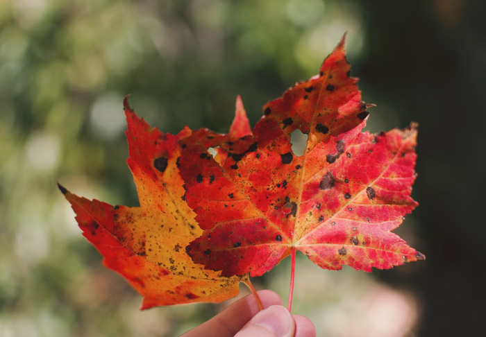 The Flying Clubhouse: Bright Autumn Days