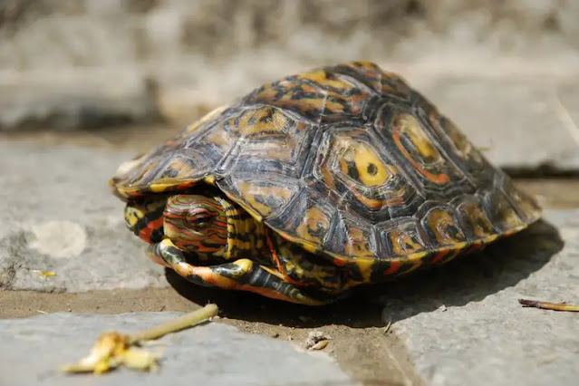 Ornate or painted wood turtle juvenile (Rhinoclemmys pulcherrima), a species now known to be vocal  Jorgewich-Cohen and colleagues