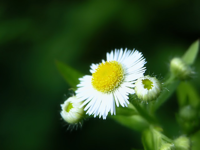 White Flowers