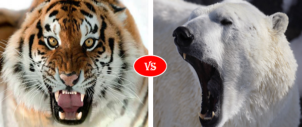 Polar Bear vs Siberian Tiger