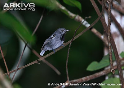 Band-tailed Antwren