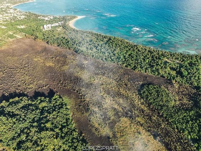 Director nacional de Medio Ambiente, se investigará incendio en bosque de Las Terrenas. 