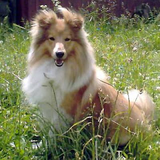 Shetland Sheepdog Dog Image