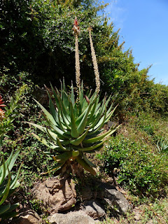 Aloe de Corse - Aloès de Corse