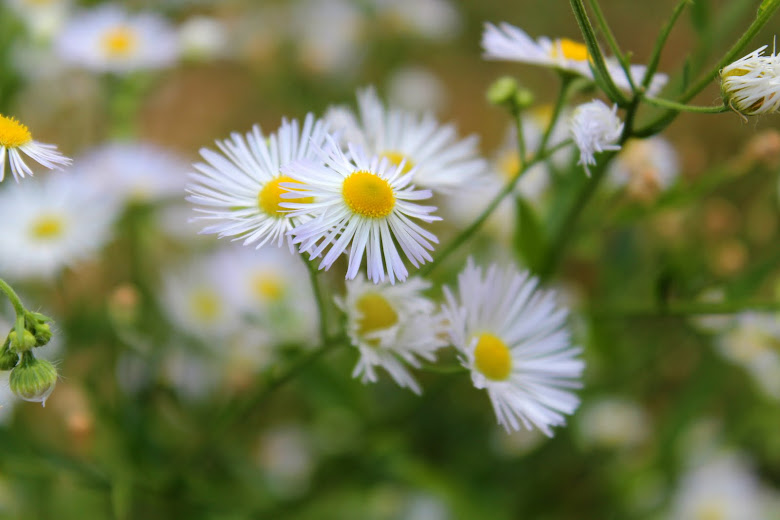 Wild Chamomile