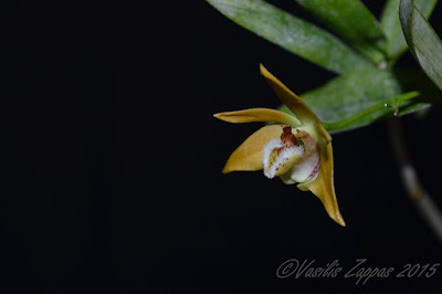 Dendrobium fleckeri care and culture