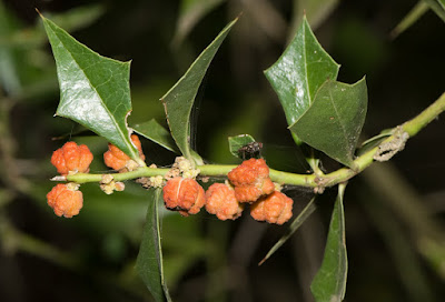 arboles de Argentina Sombra de toro Jodina rhombifolia