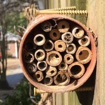 bee, beekeeping, conservation, native solitary bee, 