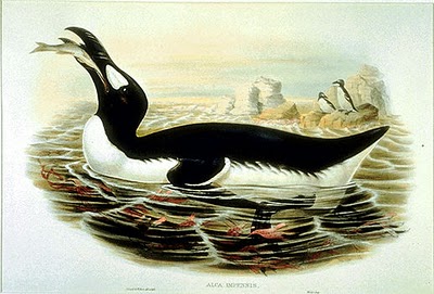 GreatAuk Gould 10 Spesies Hewan yang Menakjubkan yang telah Punah