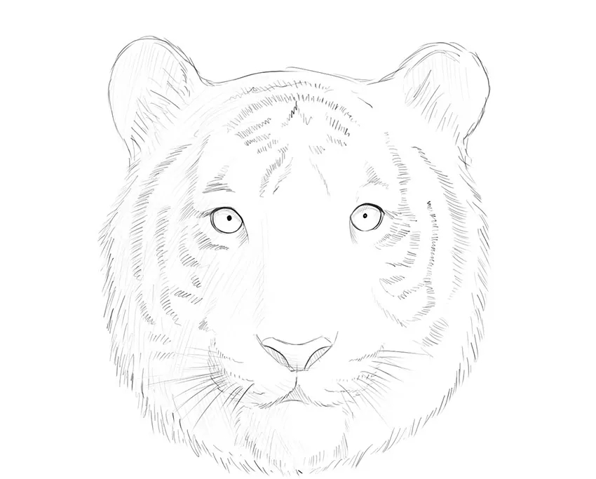 рисунок головы тигра