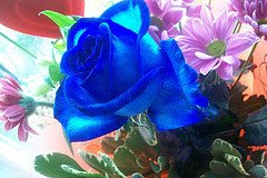 Nice blue rose are attractive