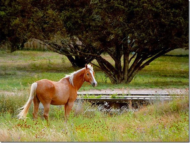 Horse_kk_achieve