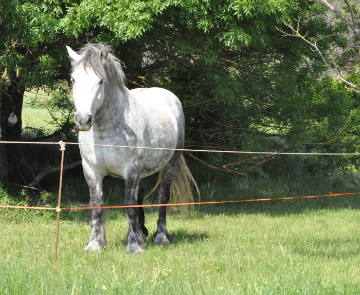 Cheval de Bragassargues