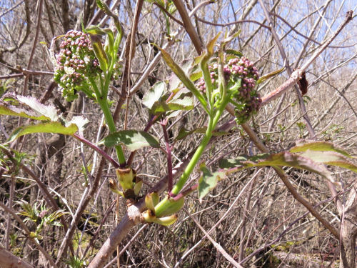 Sambucus canadensis