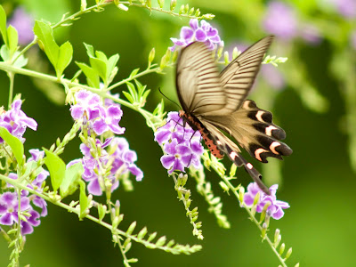 free butterfly wallpaper. free butterfly wallpaper. Butterfly Wallpapers; Butterfly Wallpapers