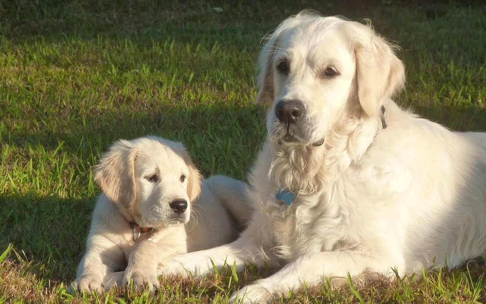 White Golden Retrievers