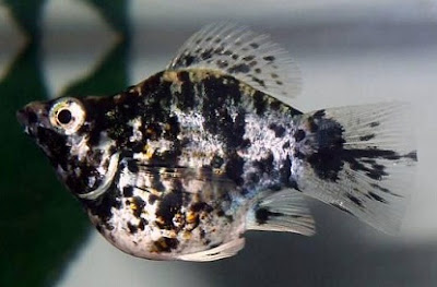 cara budidaya ikan hias air tawar black molly,air tawar di aquarium,hias air laut,pengertian budidaya ikan hias air tawar,guppy,komet,hias manfish,hias cupang,