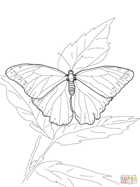 mariposas para colorear dibujos e imagenes mariposas