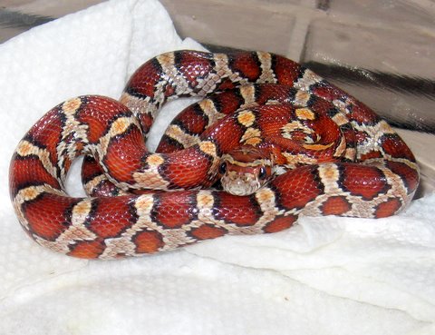 Corn Snake