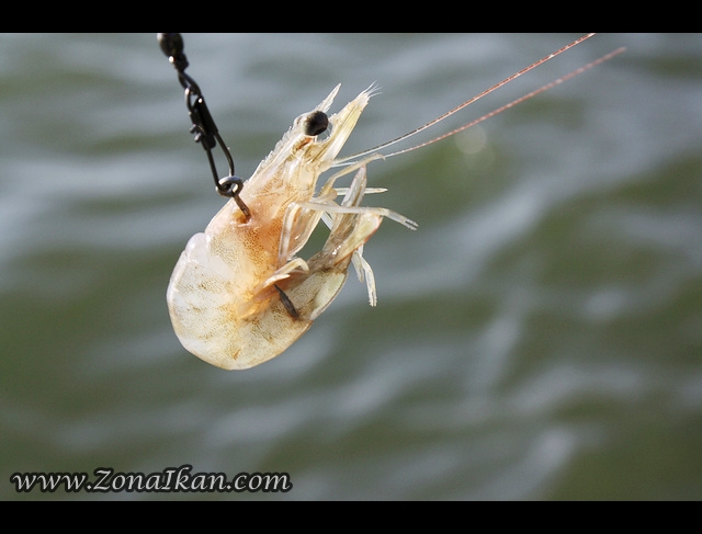 Tips mancing  dengan umpan udang hidup cara Wahyudi