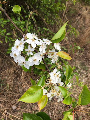 Груша Каллери (Pyrus calleryana)