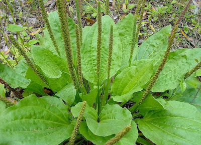 Greater Plantain Vegetable Health Benefits