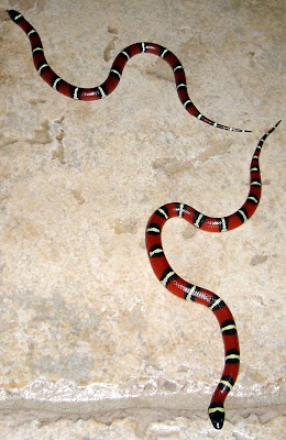 Snakes: Mexican Milk Snakes