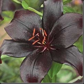 BLACK LILY