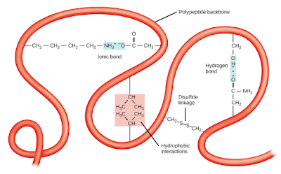 ما هي التراكيب الأربعة للبروتين  protein structures