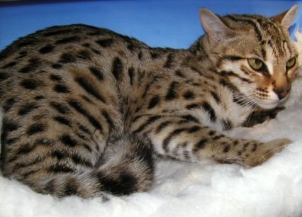 Bengal cat