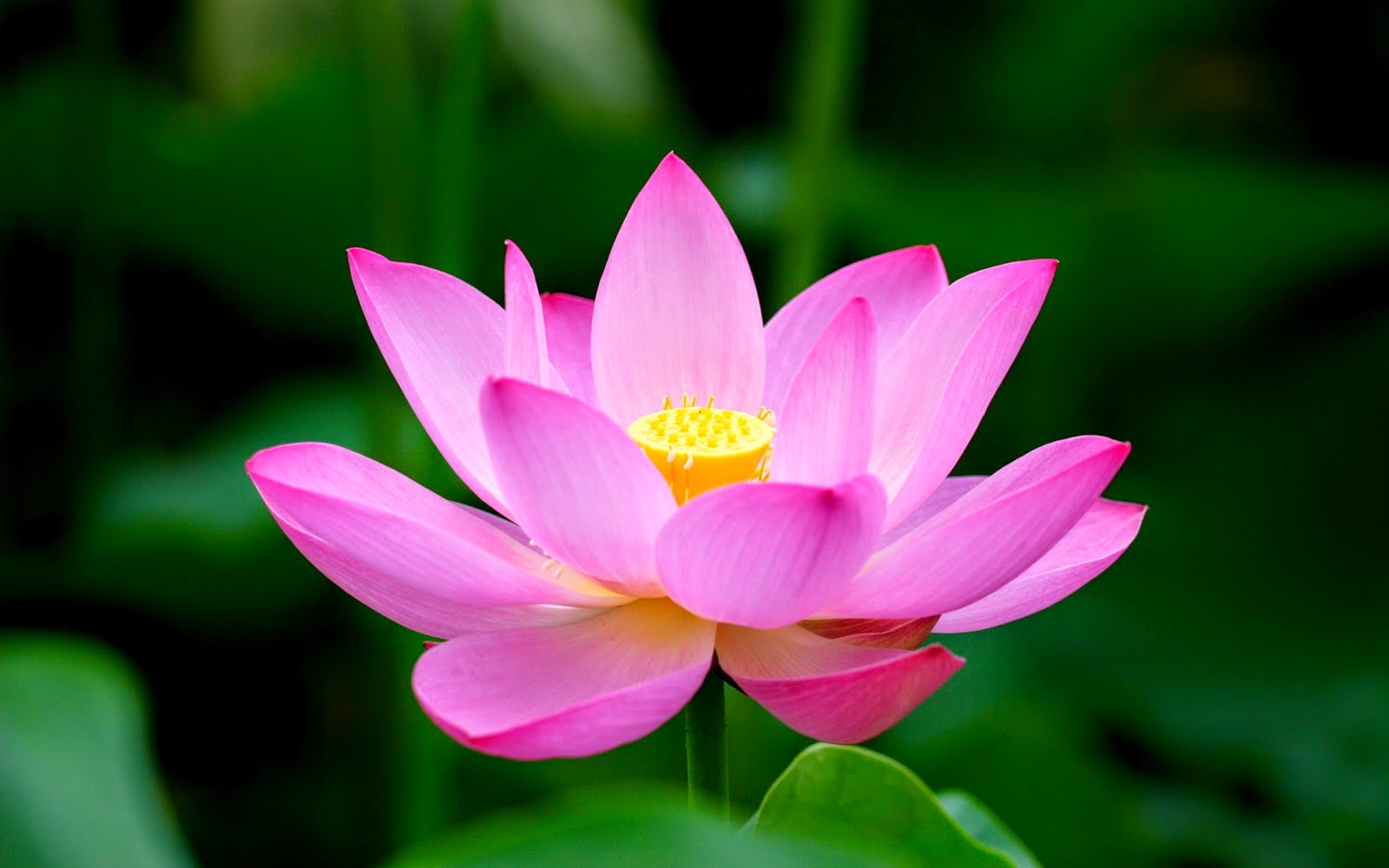 Bunga Lotus