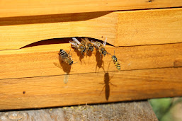 Wasps entering a wooden structure that most likely has a nest inside. Photo by Georg Eiermann on Unsplash.