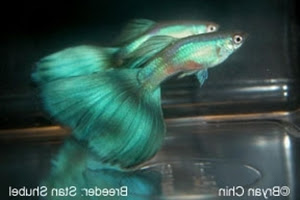 Guppy Hijau (Green Guppy)