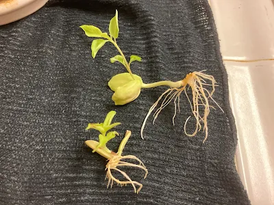 種から育てた桃　３週間後
