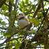 Zebra Finch